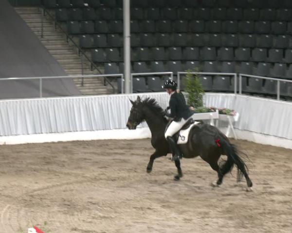 Reitturnier Verden 2025