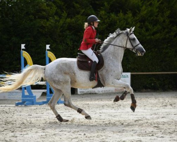 horse VVhite Witch Maoucha (Selle Français, 2009, from Mercredi de Mars)