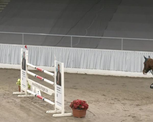 Reitturnier Verden 2025