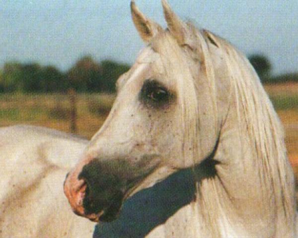 Stallion Sagomej ox (Purebred Arabian, 1985, from Euben 1972 ox)