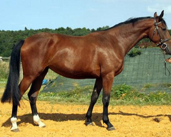 horse Venus Star Maoucha (Selle Français, 2009, from El Dorado Maoucha)