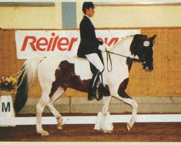 Stallion Cheyenne (Pinto/Small Riding Horse, 1991, from Colorado)
