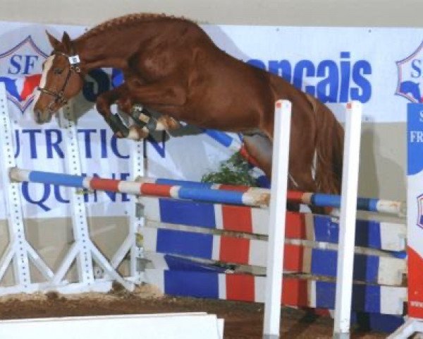 Pferd Shamrock Maoucha (Selle Français, 2006, von Kildare du Carel)