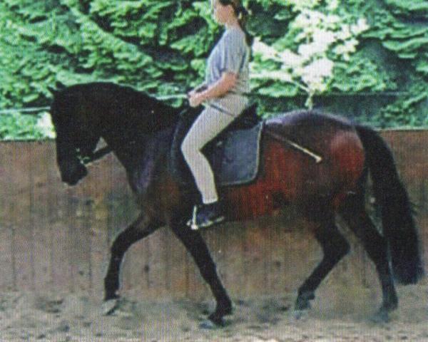 Pferd UTREA (Lusitano, 2001, von Boxeur)