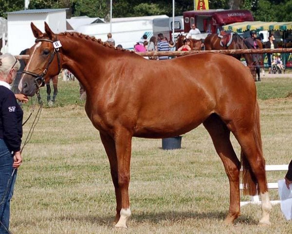 broodmare Stardust Maoucha (Selle Français, 2006, from El Dorado Maoucha)