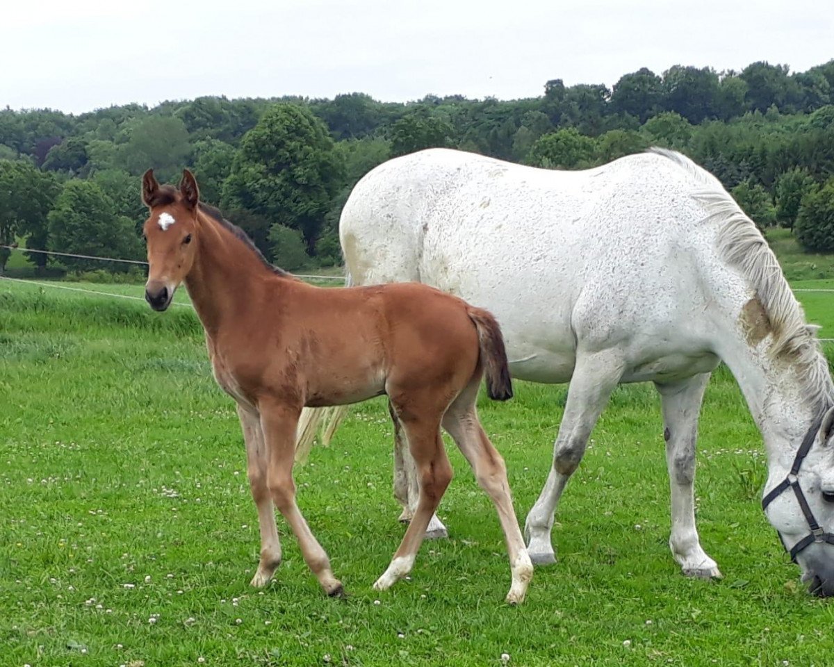Springhest Levana B (Holsteiner, 2020, fra Livello)