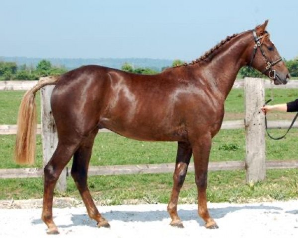 Pferd Rhadamanthe Maoucha (Selle Français, 2005, von Fidelio du Thot)