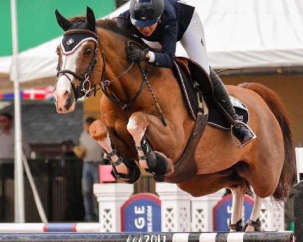 jumper Cade (Belgian Warmblood, 2002, from Heartbreaker)