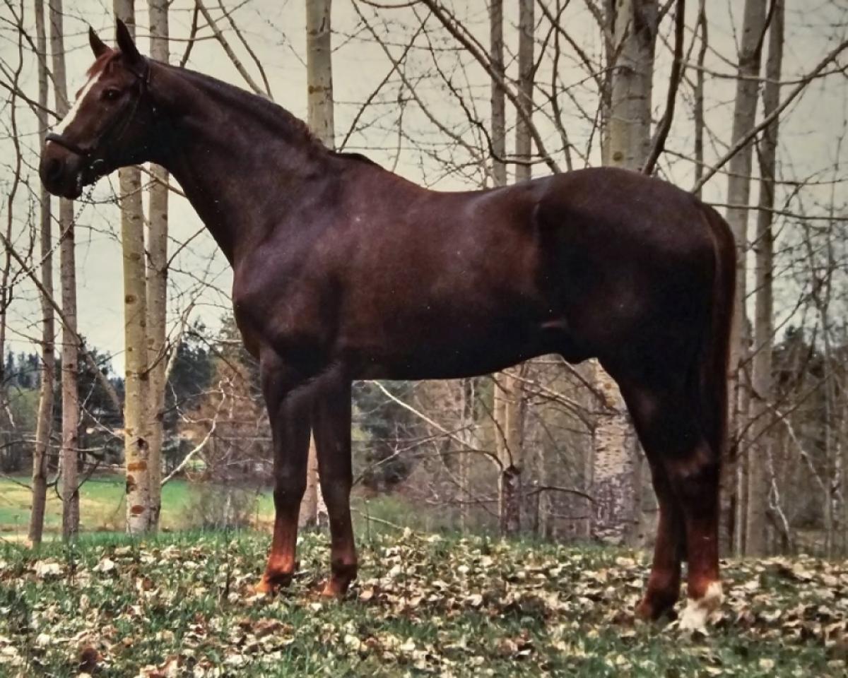 Stallion Kardell 44 FIN (Swedish Warmblood, 1974, from Jovial)