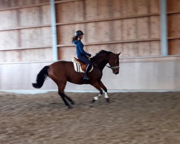 horse Danny (Westphalian, 2015, from Dibadu L)