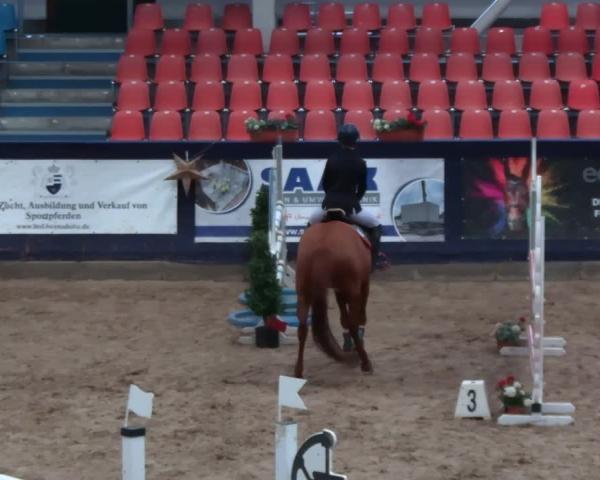 Reitturnier Neustadt/Dosse - Graf von Lindenau-Halle 2025