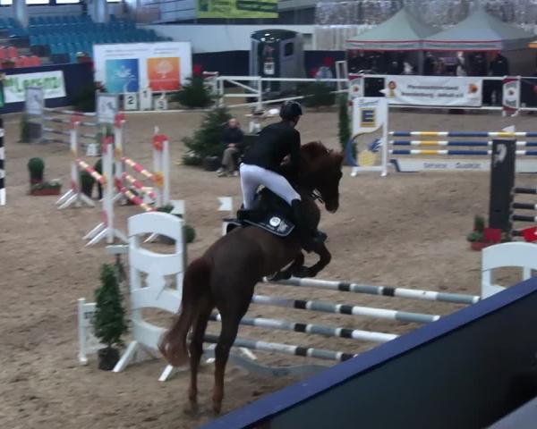 Reitturnier Neustadt/Dosse - Graf von Lindenau-Halle 2025