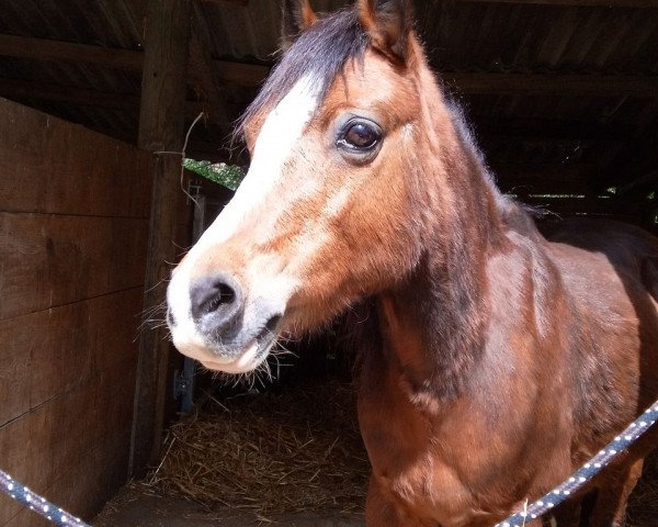 Pferd Ruimzicht's Princesse (Welsh Mountain Pony (Sek.A), 1998, von Nachtegaal's Captain)