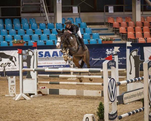 Springpferd Carla California (Deutsches Sportpferd, 2018, von Carleyle)