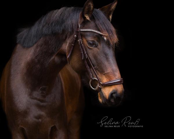 Cavallo Light On Zara (Hannover, 2019, di Light my Fire)