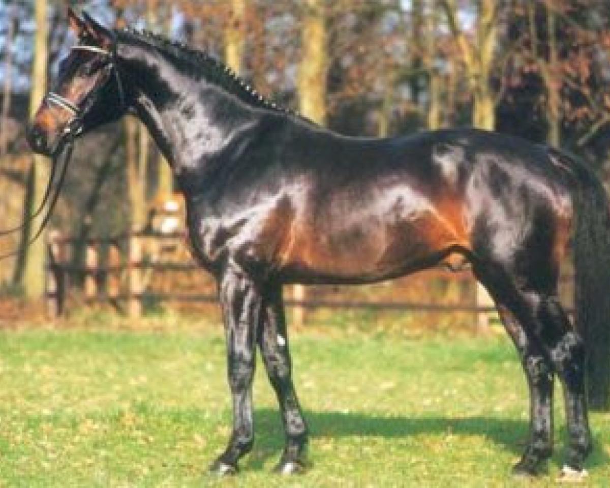 Ogier kryjący Friendship 1094 SWE (Westfalski, 1997, od Florestan I)