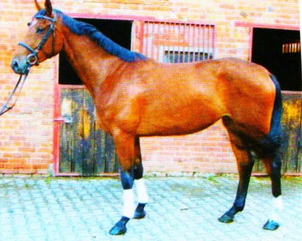 Springpferd Querida T. (Hannoveraner, 2005, von Quasi Roi)