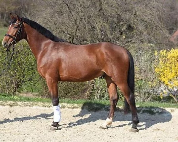 horse Chinque (Austrian Warmblood, 2016, from Cinquecento 7)