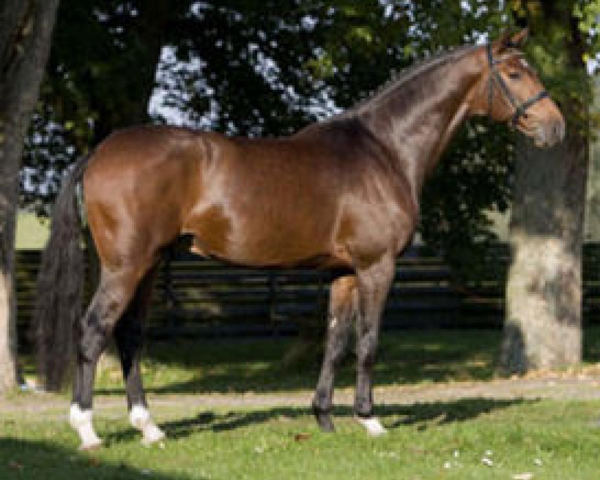 Semental Cypriano 3 (Holsteiner, 2001, de Coriano)