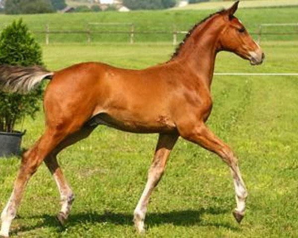 horse Conquestador (German Sport Horse, 2006, from Casiro I)