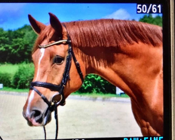 broodmare Tamira (Holsteiner, 2009, from Landprinz)