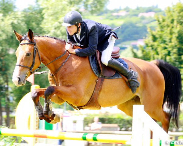 jumper Rejoneador du Prieure (Selle Français, 2005, from Cacao Courcelle)