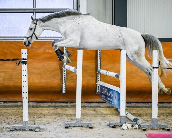 Klacz hodowlana Fantasy ME (Oldenburski koń skokowy, 2019, od Mylord Carthago)