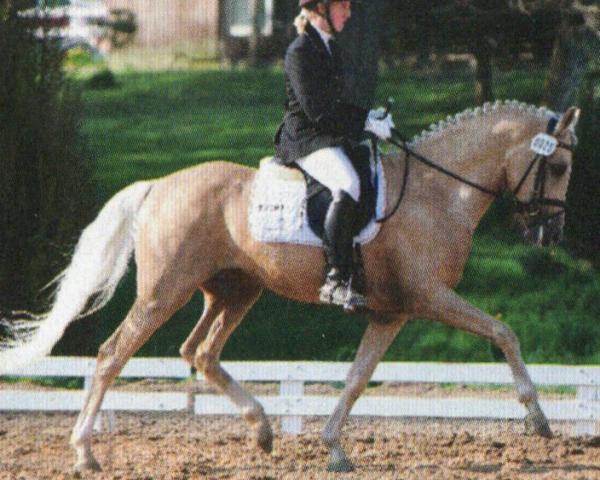 Avlshingst Golden Thunder (Tysk rideponni, 2004, fra Donnerwetter)
