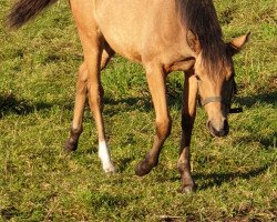 horse Stute von Top Champion / FS Golden Highlight (German Riding Pony, 2020, from Top Champion)