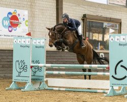 jumper Lillet Wild Berry (Rhinelander, 2015, from Pikeur Lord Fauntleroy)