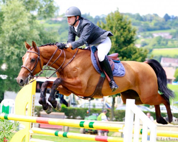 jumper A Chin Chin M (KWPN (Royal Dutch Sporthorse), 2005, from Chin Chin)