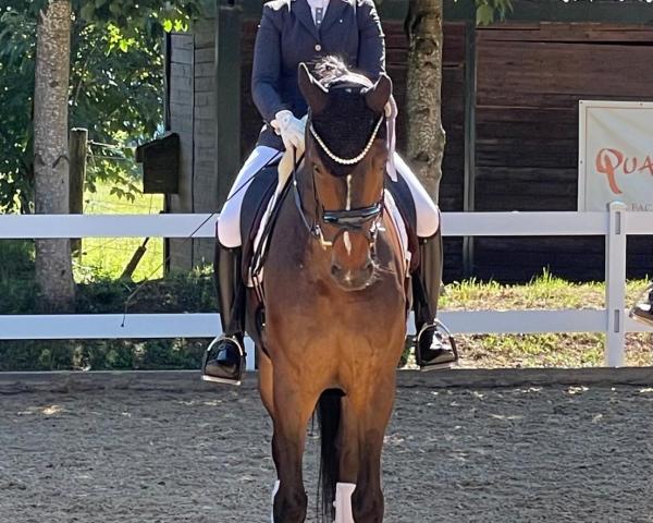 Dressage horse Faris G (Hanoverian, 2019, from Falihandro)