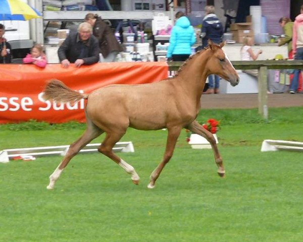 broodmare Donnerlady (German Riding Pony, 2017, from Kastanienhof Donnertrommler)