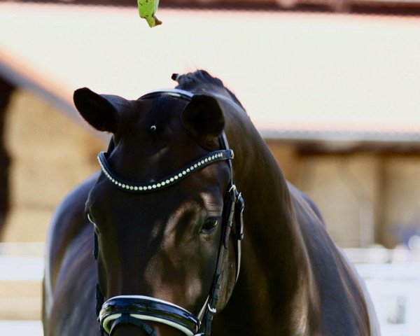 dressage horse Argentinas Finest (German Sport Horse, 2015, from Finest) dressage horse Argentinas Finest (German Sport Horse, 2015, from Finest)