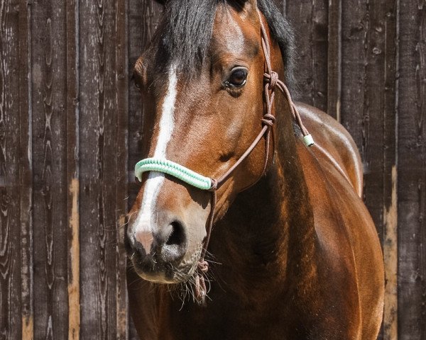 broodmare Dreams Come True (German Riding Pony, 2016, from Dance Star AT NRW)
