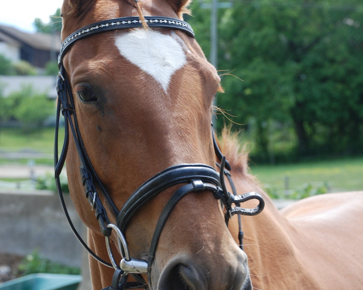 horse Ravella 32 (Trakehner, 2009, from Farinelli)