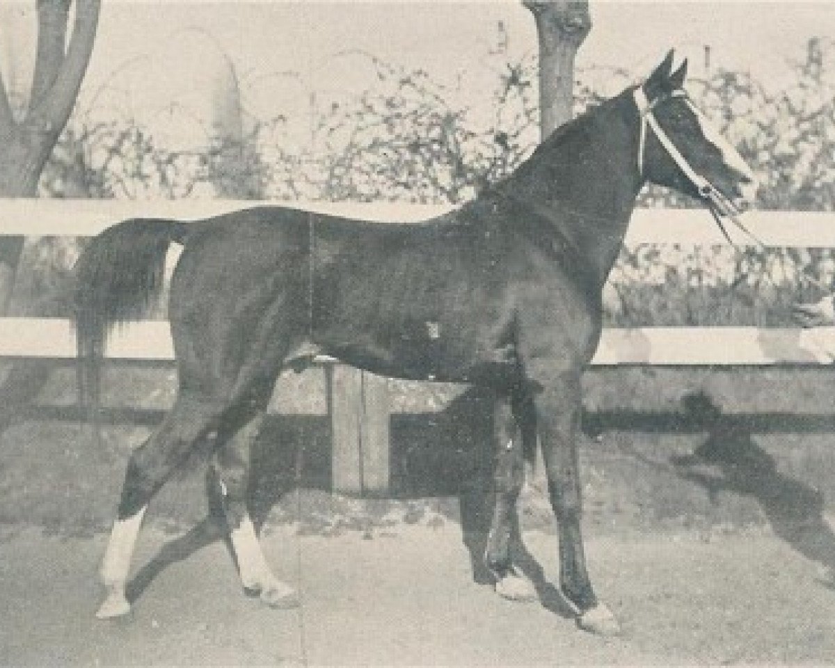 stallion Salamie DB (Arabian purebred, 1891)