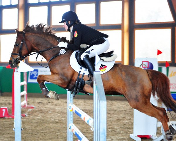broodmare Navarina 12 (German Riding Pony, 2002, from Navaro)