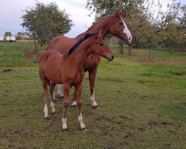 Pferd Toy Story (Deutsches Sportpferd, 2020, von Toys)