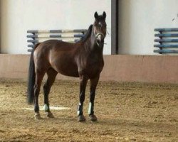 jumper Washoy (KWPN (Royal Dutch Sporthorse), 2003, from Indoctro)