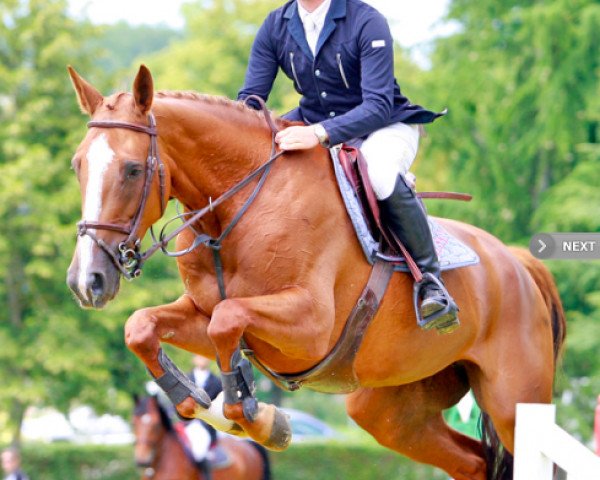 Springpferd Riva Hoy (Selle Français, 2005, von For de la Hardière)