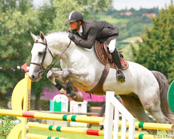 Springpferd Rox du Temple (Selle Français, 2005, von Cassini II)