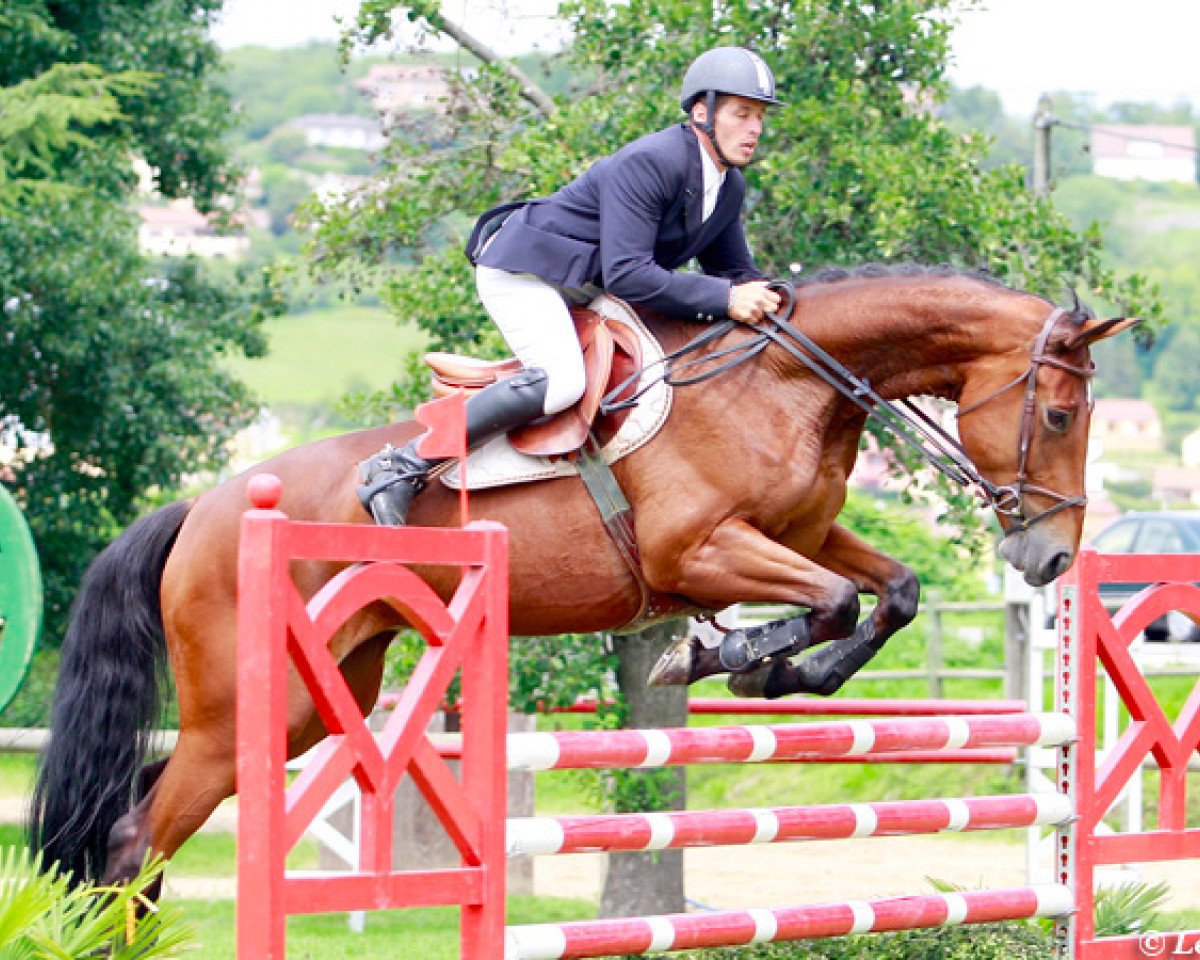 broodmare Romy du Perron (Selle Français, 2005, from Quaprice Z)