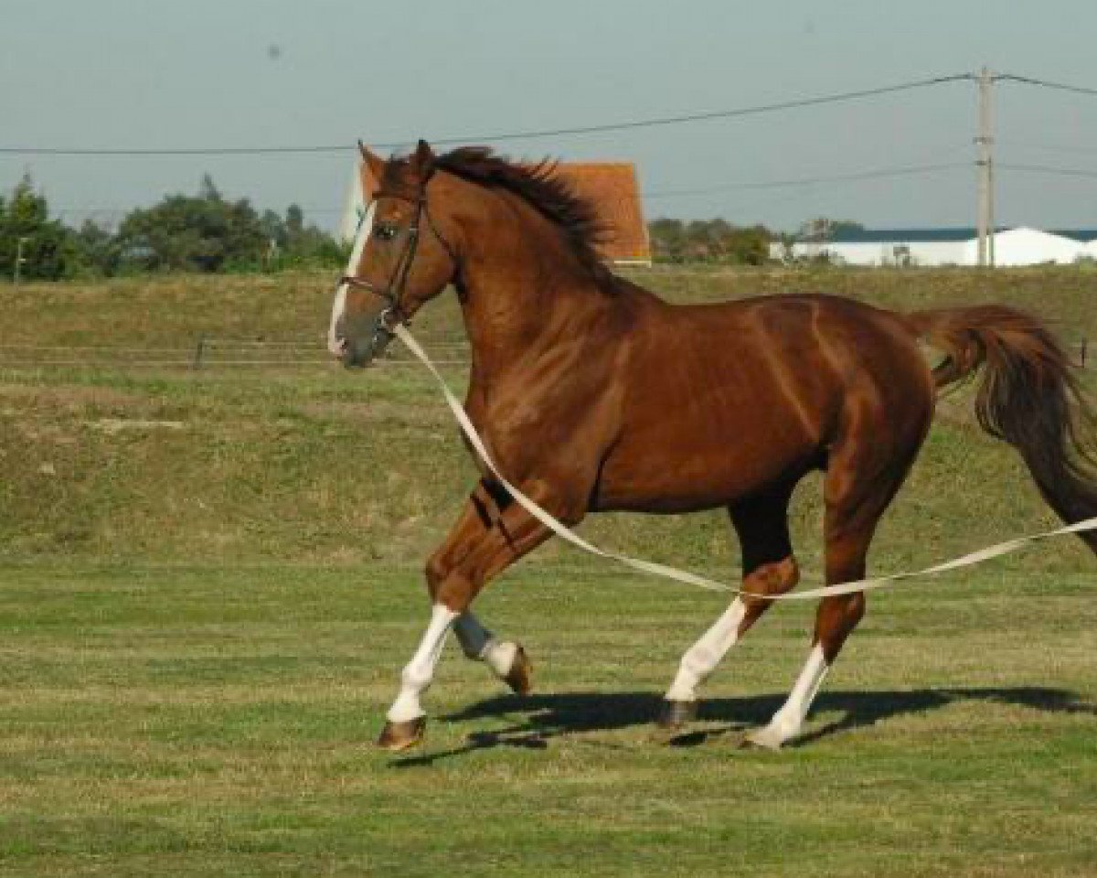 Deckhengst Guepard de Brekka (Selle Français, 1994, von Papillon Rouge)