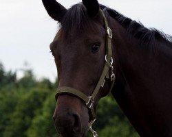 dressage horse First April GV (Westphalian, 2018, from Foundation 2)