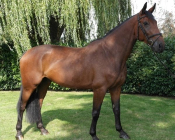 Jumper Lui Lässig (Oldenburger, 2014, from Lord Pezi Junior)