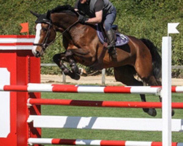jumper Bad Boy du Bustelo (Portuguese Sporthorse, 2006, from Le Tot de Semilly)
