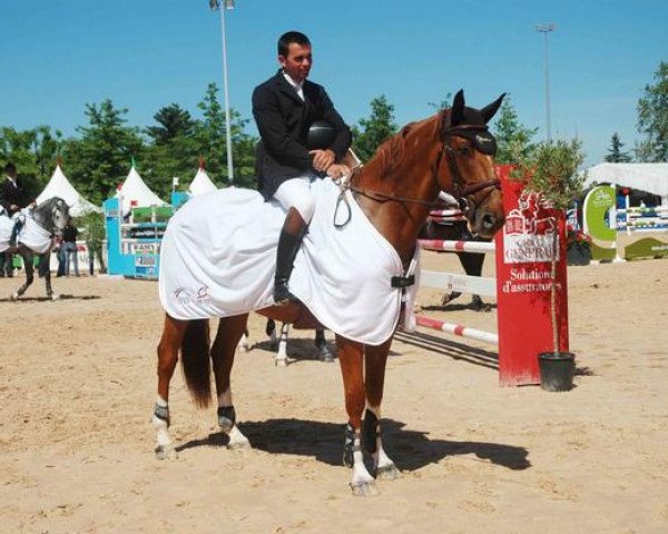 jumper Rocco de Bonce (Selle Français, 2005, from Le Tot de Semilly)
