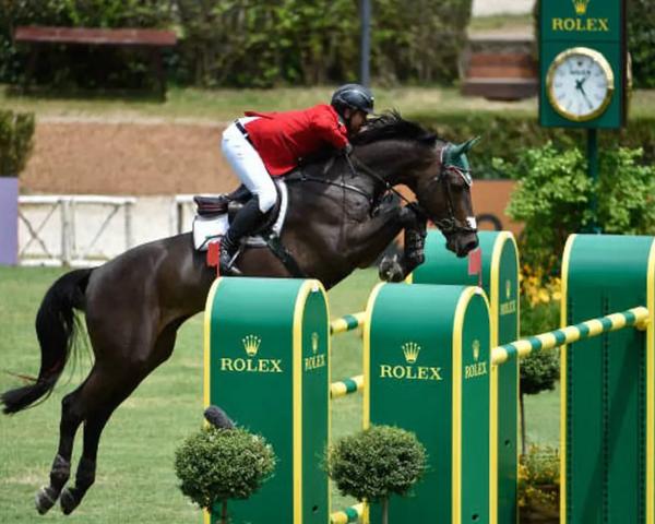 Springpferd Mike Wazowski (Hannoveraner, 2012, von Balou du Reventon Z)