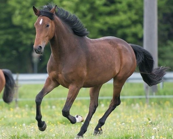 broodmare Carla Cool (German Sport Horse, 2014, from Cellestial)